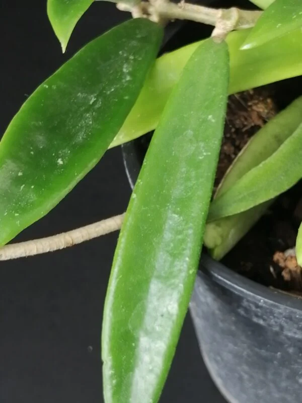 Hoya shepherdii, foto 2
