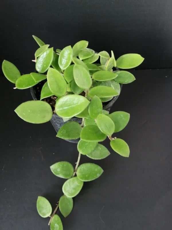 Hoya shepherdii, foto 3