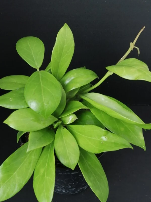 Hoya obscura, pianta da interno