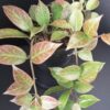 Hoya Sunrise, pianta da interno