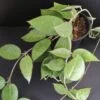 Hoya parasitica Black Edge, pianta da interno
