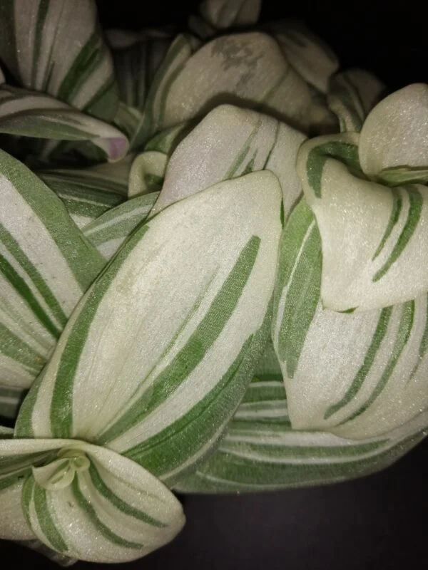 Tradescantia (Continental Group) albiflora variegata White, foto 2
