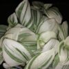 Tradescantia (Continental Group) albiflora variegata White, pianta da interno e da esterno