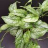Monstera siltepecana, pianta da interno