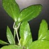 Hoya cinnamomifolia var. purpureofusca, pianta da interno