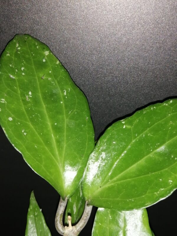 Hoya cinnamomifolia var. purpureofusca, foto 2