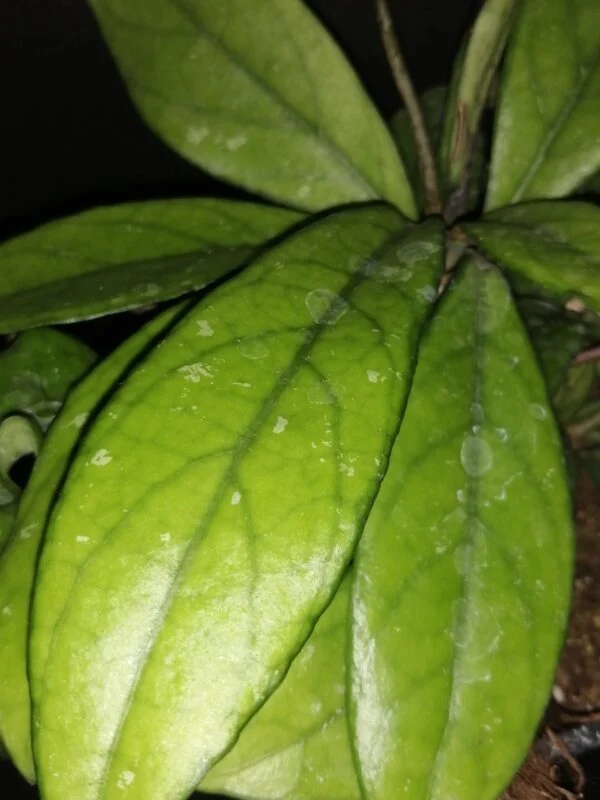 Hoya crassipetiolata, foto 2