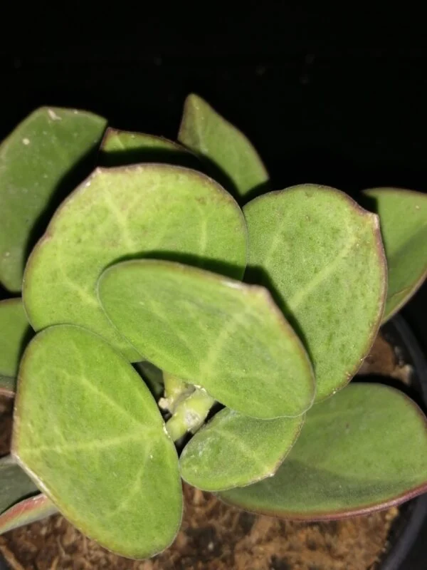 Hoya pachyclada, pianta da interno