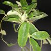 Hoya thompsonii White Flower, pianta da interno