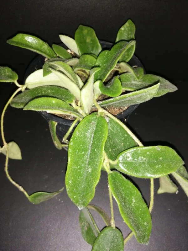 Hoya thompsonii White Flower, pianta da interno