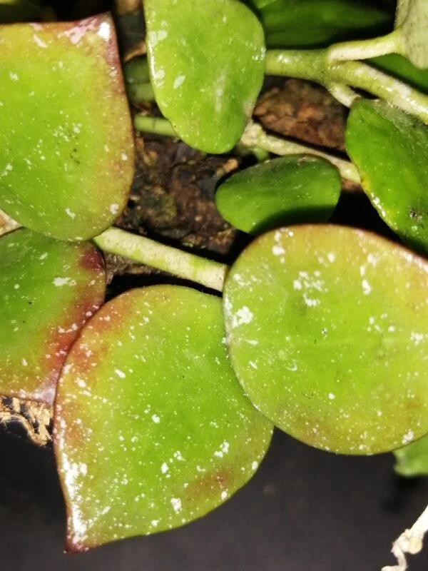 Hoya Fraser's Hill lacunosa, foto 2