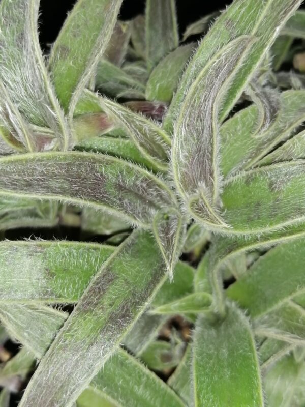 Cyanotis vaga, Commelina hirsuta, Cyanotis abyssinica, foto 3