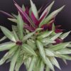 Tradescantia spathacea Dwarf, pianta da interno