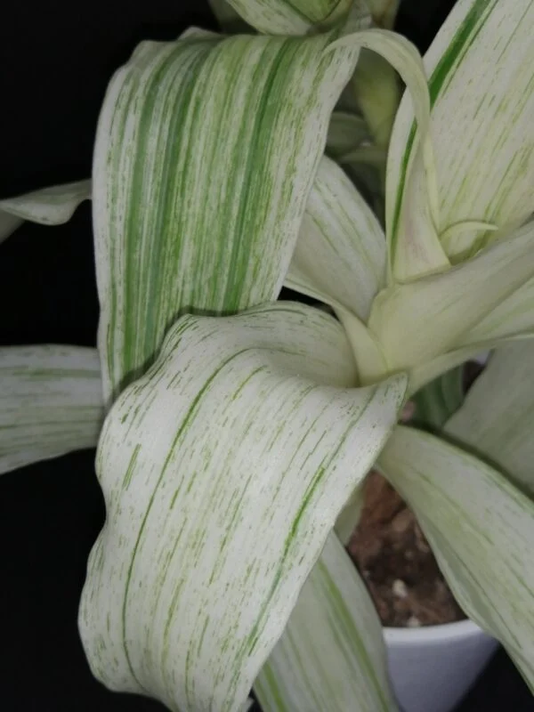 Callisia fragrans Variegata White, foto 3