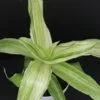 Callisia fragrans Variegata Infinity, pianta da interno e da esterno