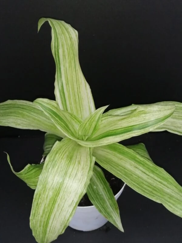 Callisia fragrans Variegata Infinity, pianta da interno e da esterno