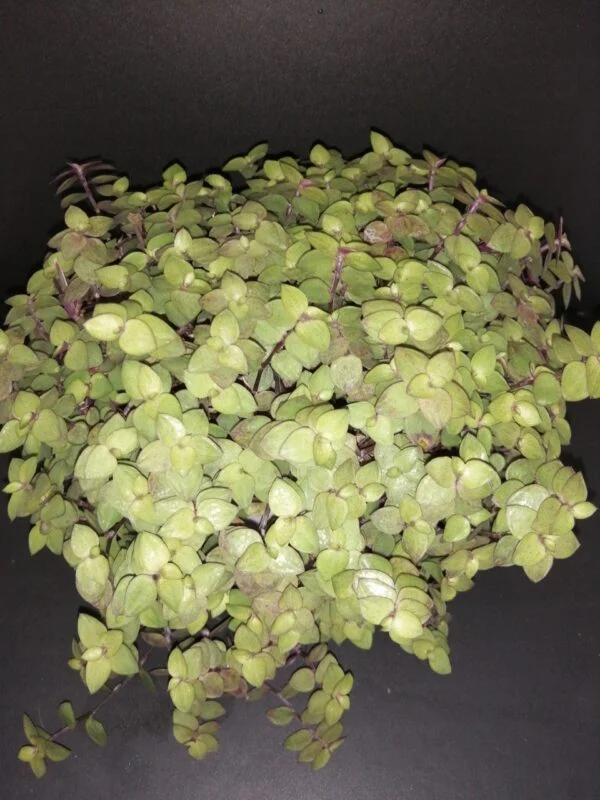 Callisia repens Yellow form, pianta da interno