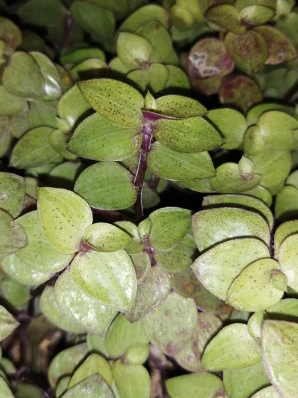 Callisia repens Yellow form, foto 2