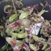 Gibasis geniculata, pianta da interno e da esterno