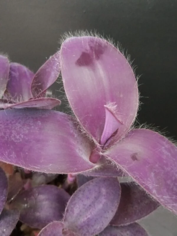 Tradescantia pallida purpurea Purple Passion, foto 2