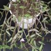 Callisia micrantha, pianta da interno e da esterno