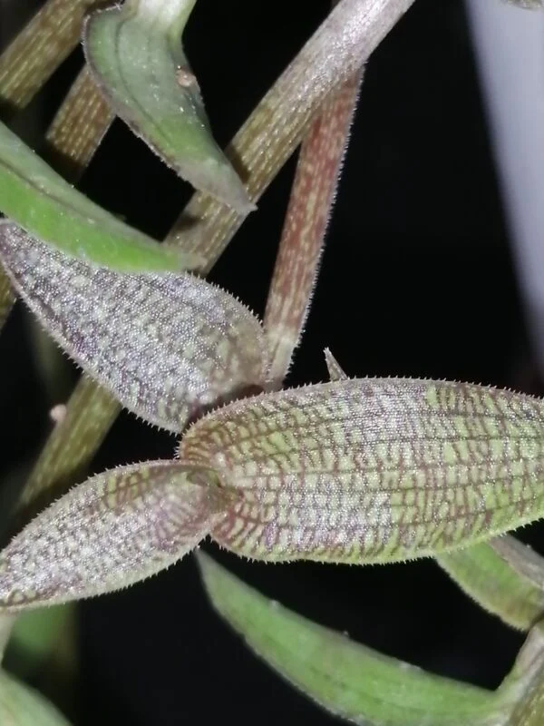 Callisia micrantha, foto 4