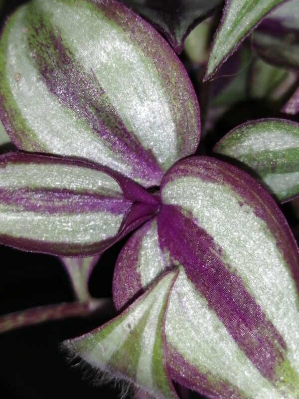 Tradescantia zebrina, foto 2