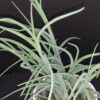 Tradescantia Ojo Caliente, pianta da interno e da esterno