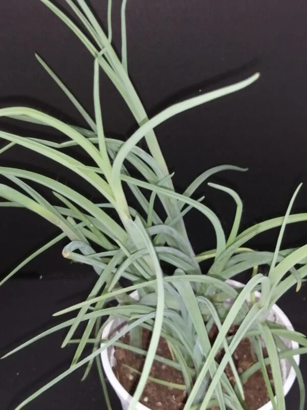 Tradescantia Ojo Caliente, pianta da interno e da esterno