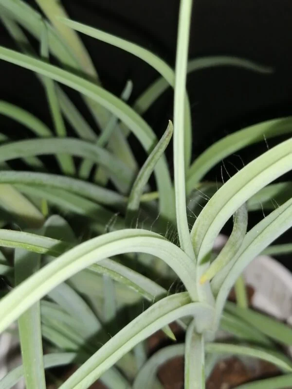 Tradescantia Ojo Caliente, foto 2