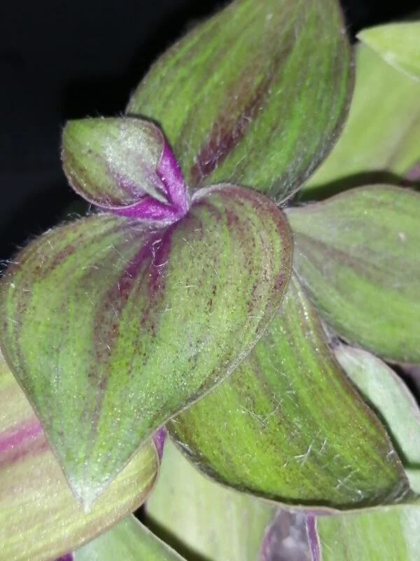 Tradescantia zebrina var. mollipila Purple Plush, foto 2