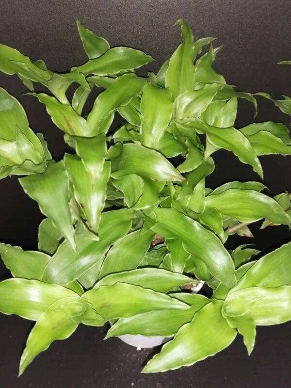 Callisia fragrans Melnikoff (verde), pianta da interno e da esterno
