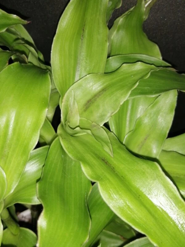 Callisia fragrans Melnikoff (verde), foto 2