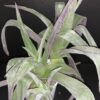 Cyanotis lapidosa, pianta da interno e da esterno