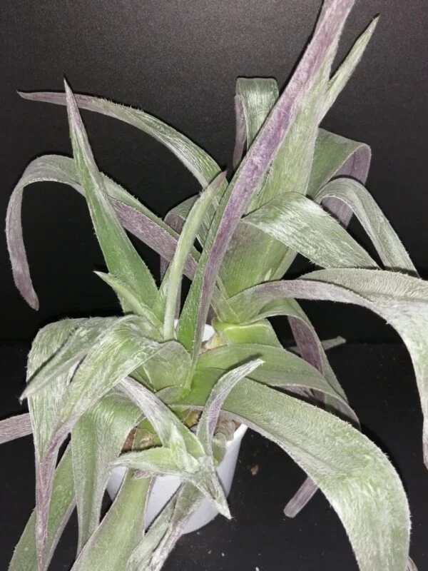 Cyanotis lapidosa, pianta da interno e da esterno