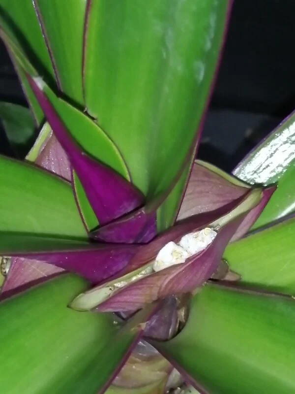 Tradescantia spathacea, Rhoeo spathacea, foto 2