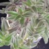 Cyanotis somaliensis, Orecchie di gatto, pianta da interno e da esterno