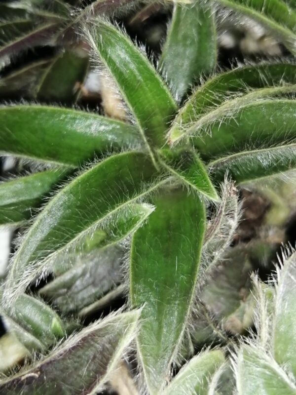 Cyanotis somaliensis, Orecchie di gatto, foto 2
