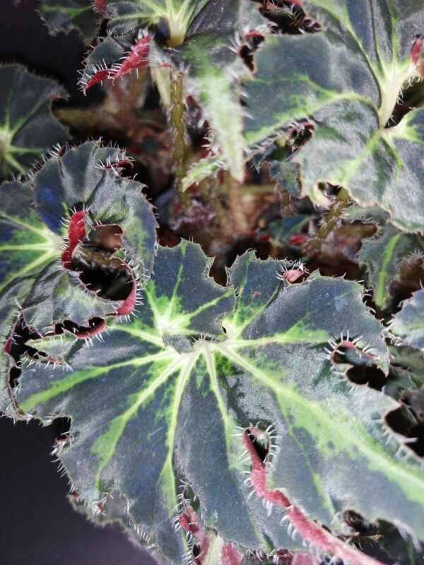 Begonia Evy, foto 2