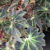 Begonia Evy, pianta da interno