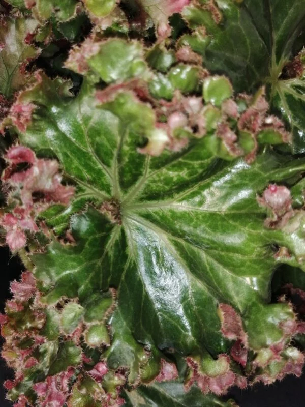 Begonia Erythrophylla Crestabruchii, foto 2