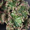 Begonia Erythrophylla Crestabruchii, pianta da interno