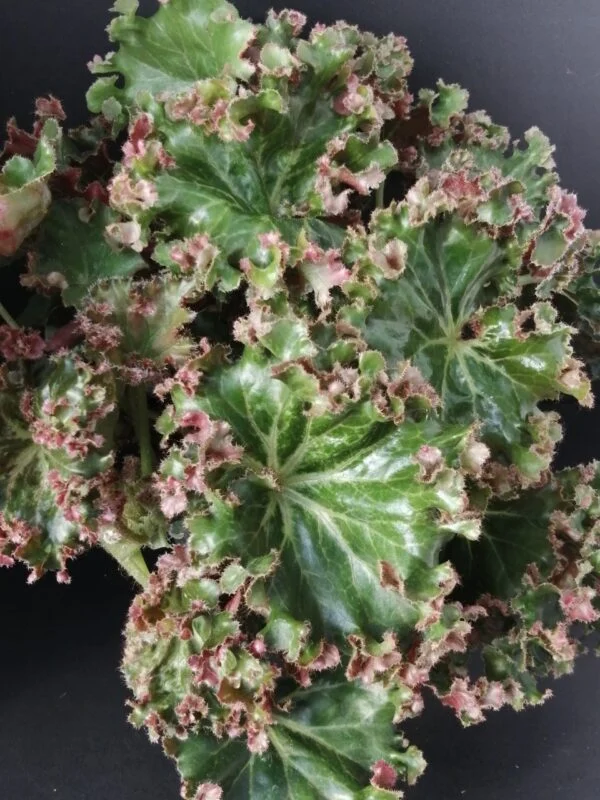 Begonia Erythrophylla Crestabruchii, pianta da interno