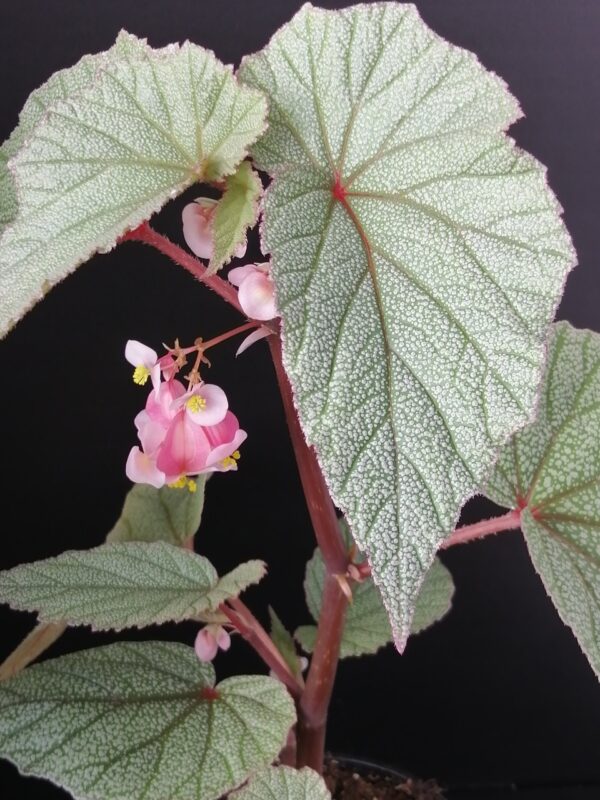Begonia Sinbad, pianta da interno