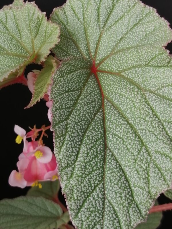 Begonia Sinbad, foto 2
