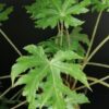 Begonia koelzii, pianta da interno e da esterno
