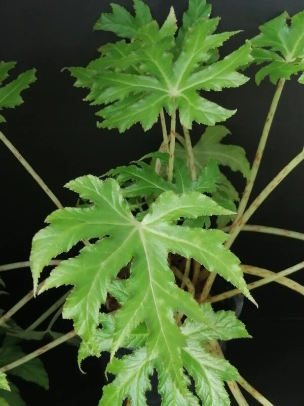 Begonia koelzii, pianta da interno e da esterno