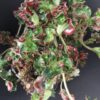 Begonia Fiji Island, pianta da interno