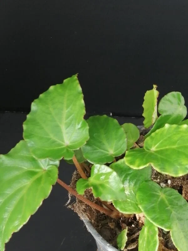 Begonia Wavy Green, pianta da interno e da esterno