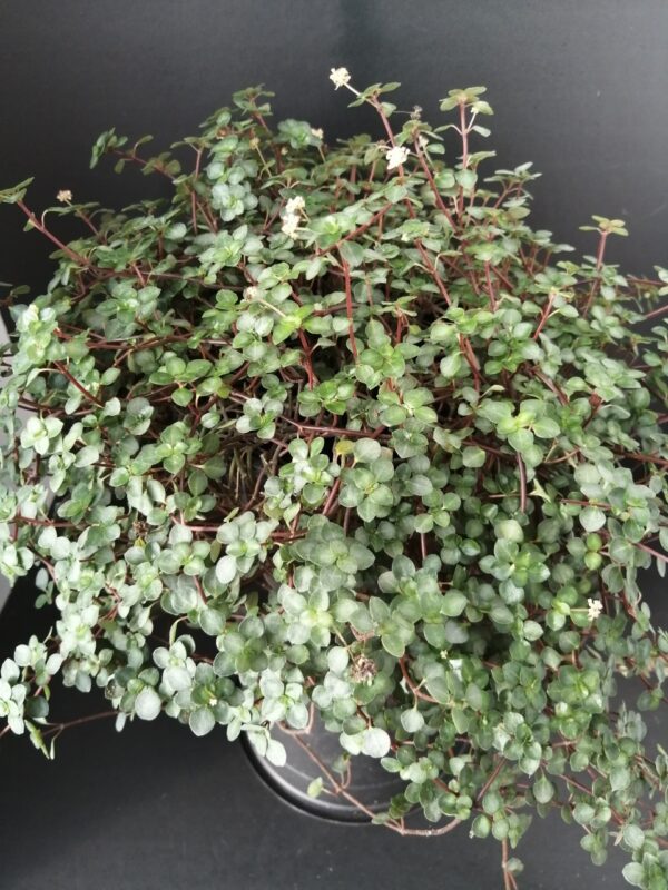 Pilea glauca Aquamarine, pianta da terrario